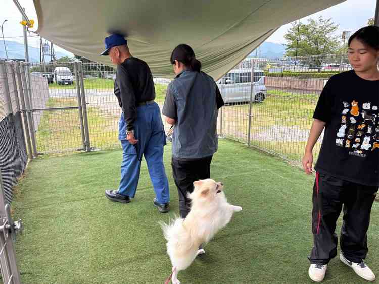 「吠えまくって手がつけられなかったのに…」ポメラニアン警察犬・ハクくんが指導員の指示をすぐに聞くようになった“素質”、現在は「適切な場面で吠える」訓練中