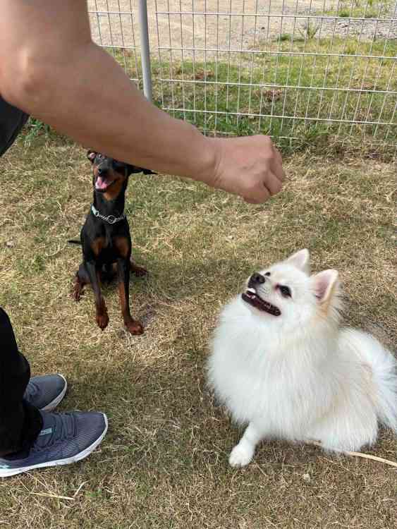 「吠えまくって手がつけられなかったのに…」ポメラニアン警察犬・ハクくんが指導員の指示をすぐに聞くようになった“素質”、現在は「適切な場面で吠える」訓練中