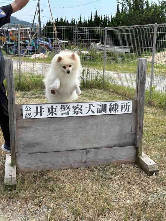「吠えまくって手がつけられなかったのに…」ポメラニアン警察犬・ハクくんが指導員の指示をすぐに聞くようになった“素質”、現在は「適切な場面で吠える」訓練中