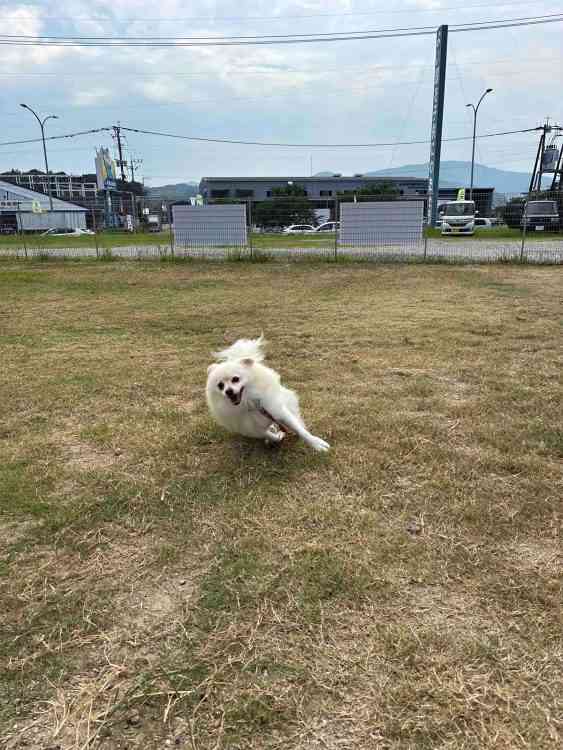 「吠えまくって手がつけられなかったのに…」ポメラニアン警察犬・ハクくんが指導員の指示をすぐに聞くようになった“素質”、現在は「適切な場面で吠える」訓練中