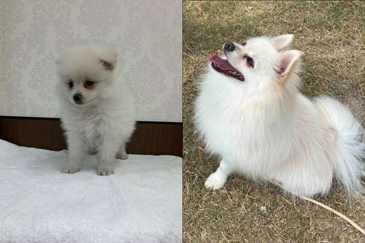 「吠えまくって手がつけられなかったのに…」ポメラニアン警察犬・ハクくんが指導員の指示をすぐに聞くようになった“素質”、現在は「適切な場面で吠える」訓練中