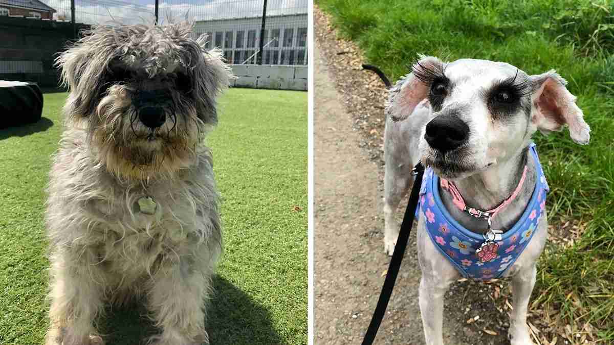毛が伸びきった状態で救助された犬。ヘアカットしたらまつ毛ぱっちりの美犬さんだった | カラパイア