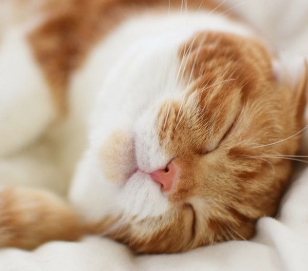 飼い猫の匂いを嗅いで一言