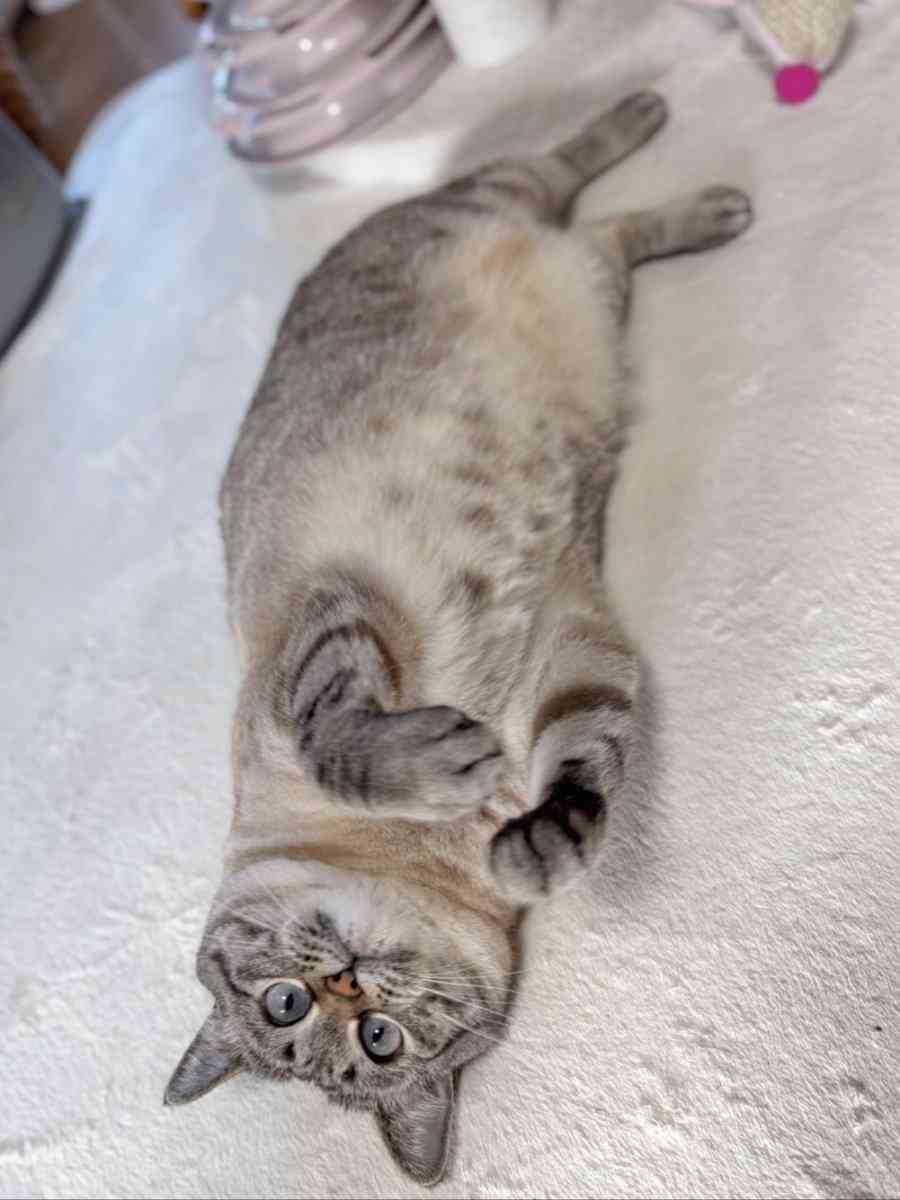 「アザラシみたいな猫」が想像以上だった。「にゃざらし」「ネコ辞めたのか？」と大反響