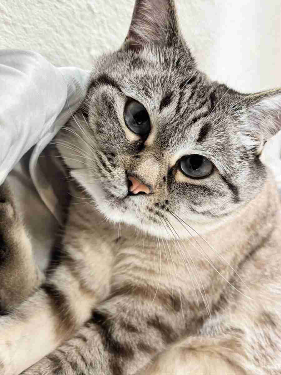 「アザラシみたいな猫」が想像以上だった。「にゃざらし」「ネコ辞めたのか？」と大反響