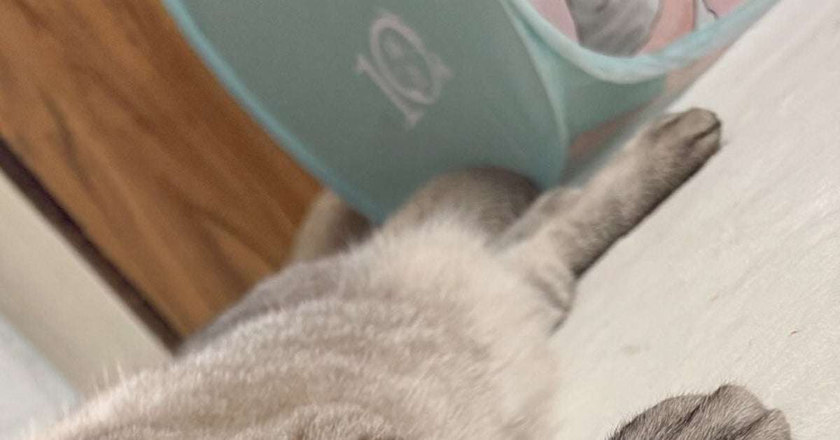 「アザラシみたいな猫」が想像以上だった。「にゃざらし」「ネコ辞めたのか？」と大反響 | ハフポスト LIFE