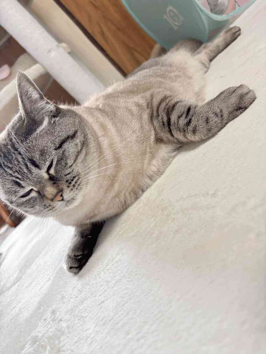 「アザラシみたいな猫」が想像以上だった。「にゃざらし」「ネコ辞めたのか？」と大反響