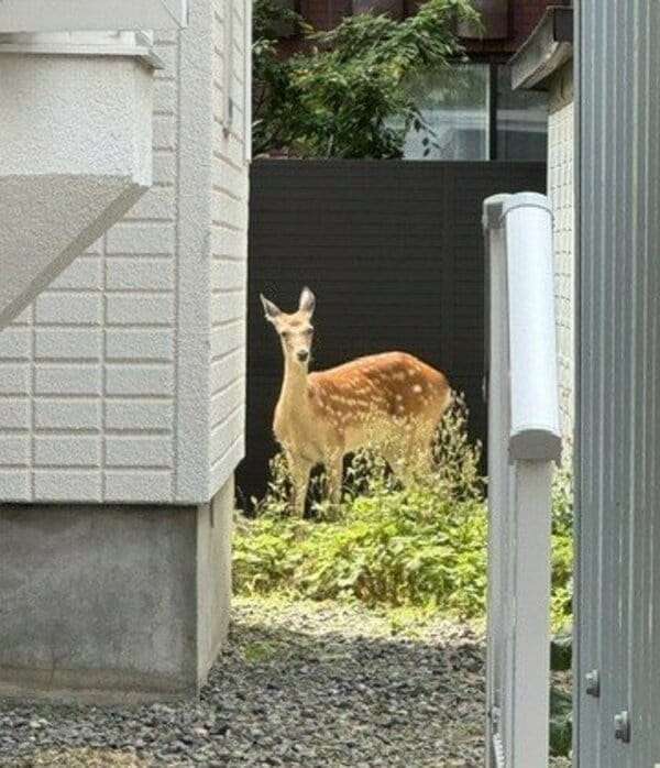 住宅街にシカ！札幌市中央区にメス？のエゾシカが迷い込む_住宅裏の庭に入り込み、周囲の様子伺う_札幌市職員ら見守る｜FNNプライムオンライン