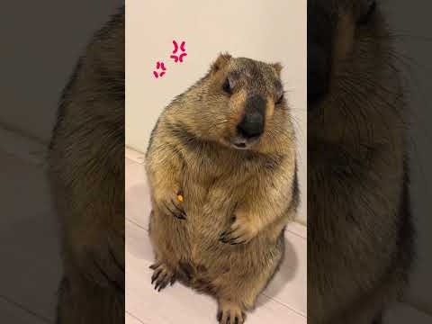 Angry Mamochi #marmot #animals #pets