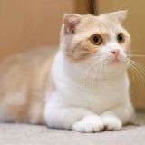 ネット見てると自民党に憲法変えられて日本から人権なくなるかもしれないことに関... | ガールズちゃんねる - Girls Channel -