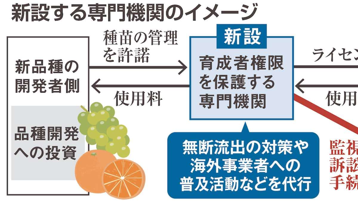 歯止めがきかないブランド農作物の海外流出　シャインマスカットは年間で200億円の損失 - 産経ニュース