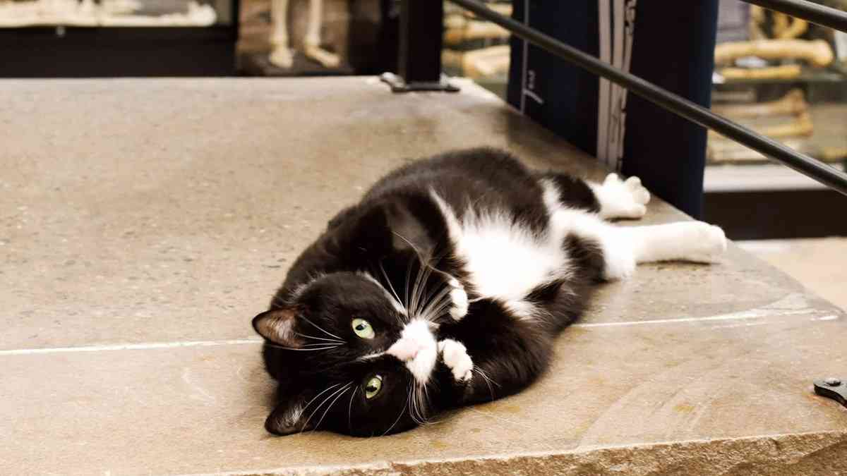 ハチワレ保護猫がニューヨーク骨博物館の警備主任に就任！ | カラパイア
