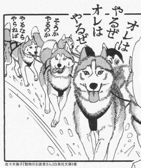 クマに嚙みついて撃退したハスキー犬、家族の6歳の男の子を守る