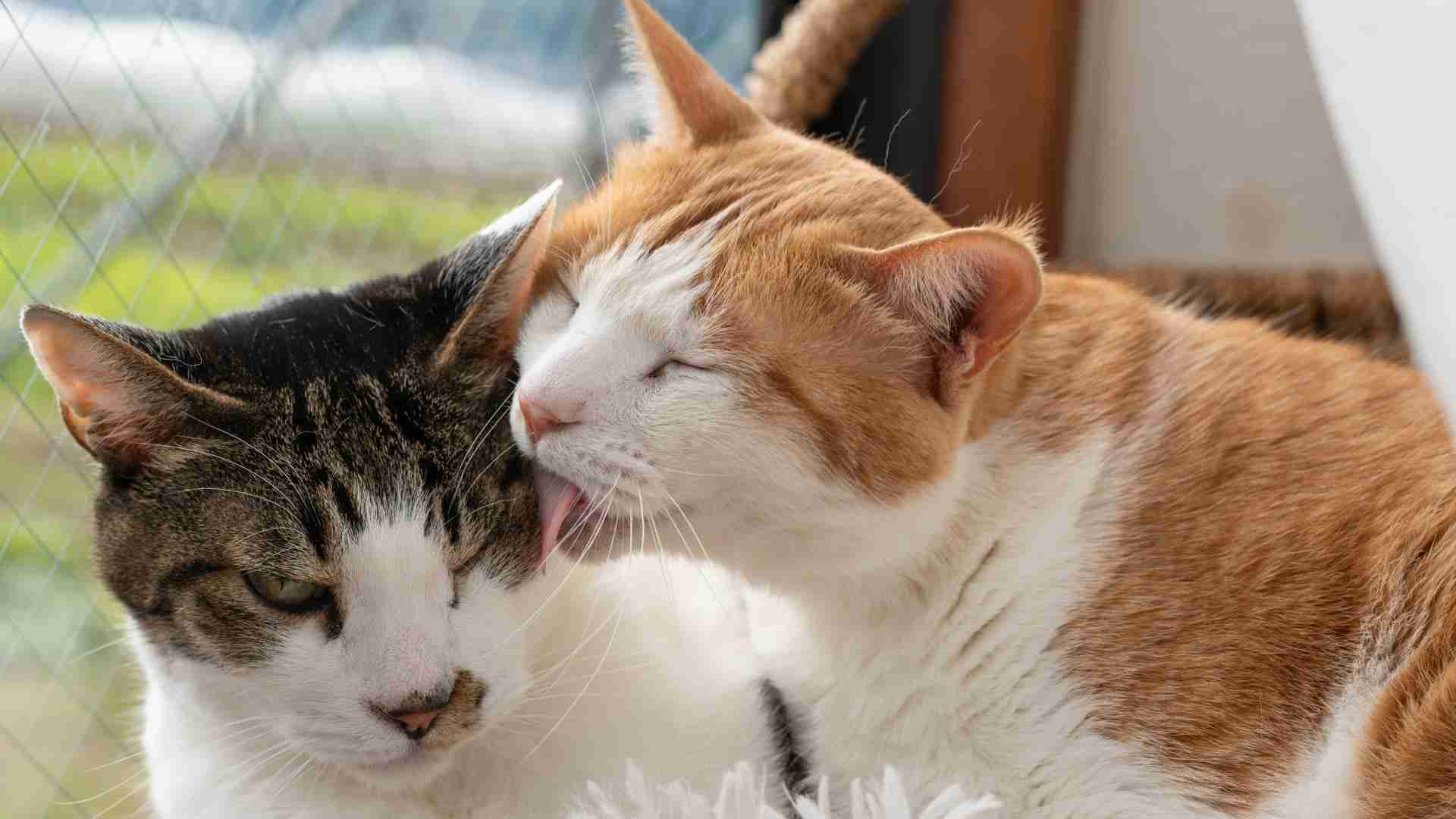飼い主急死で36匹が取り残された…高齢者がネコを飼う前に考えるべきこと #エキスパートトピ（石井万寿美） - エキスパート - Yahoo!ニュース
