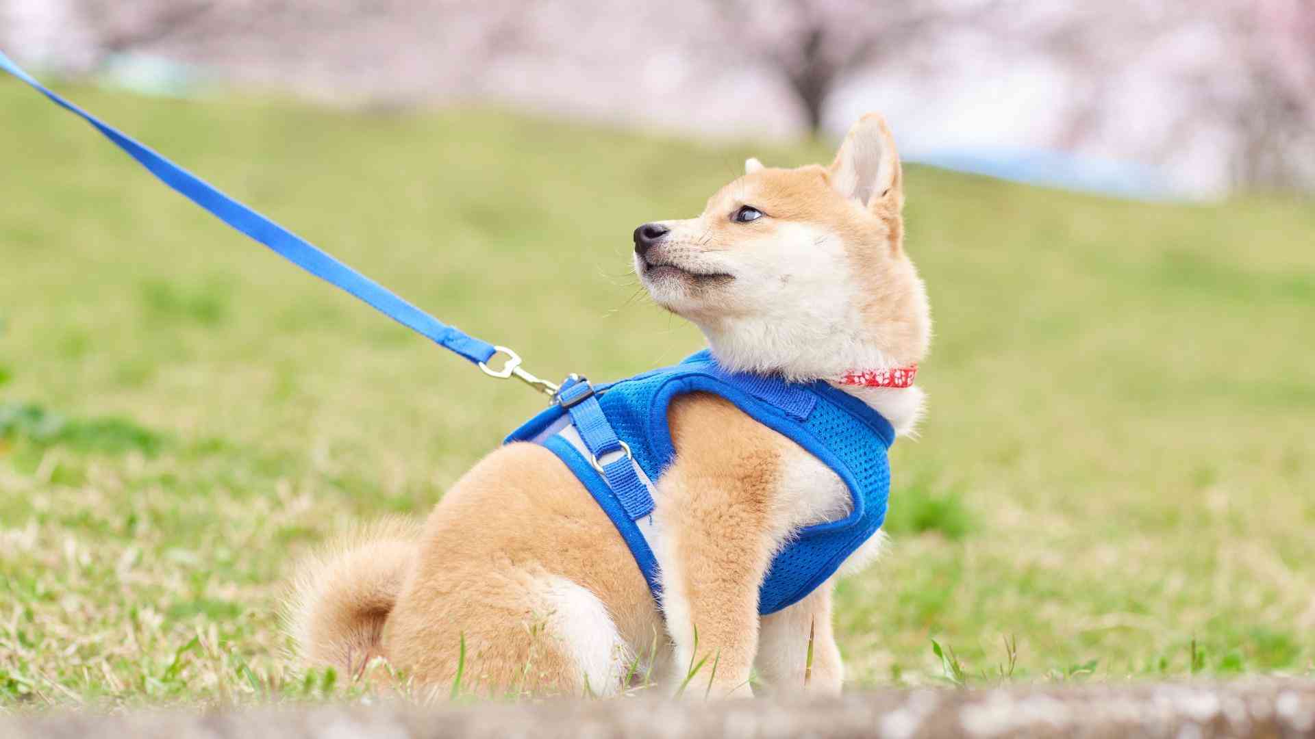 【猛暑】「そんな時間に散歩するな」カズレーザーさんの苦言に共感　犬の熱中症、命に関わる危険な現実 #エキスパートトピ（石井万寿美） - エキスパート - Yahoo!ニュース