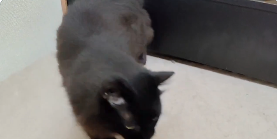 黒猫が“完全に”液体化...。極細のスキマから現れる様子に「液体どころか煙じゃねーか！」と驚きの声