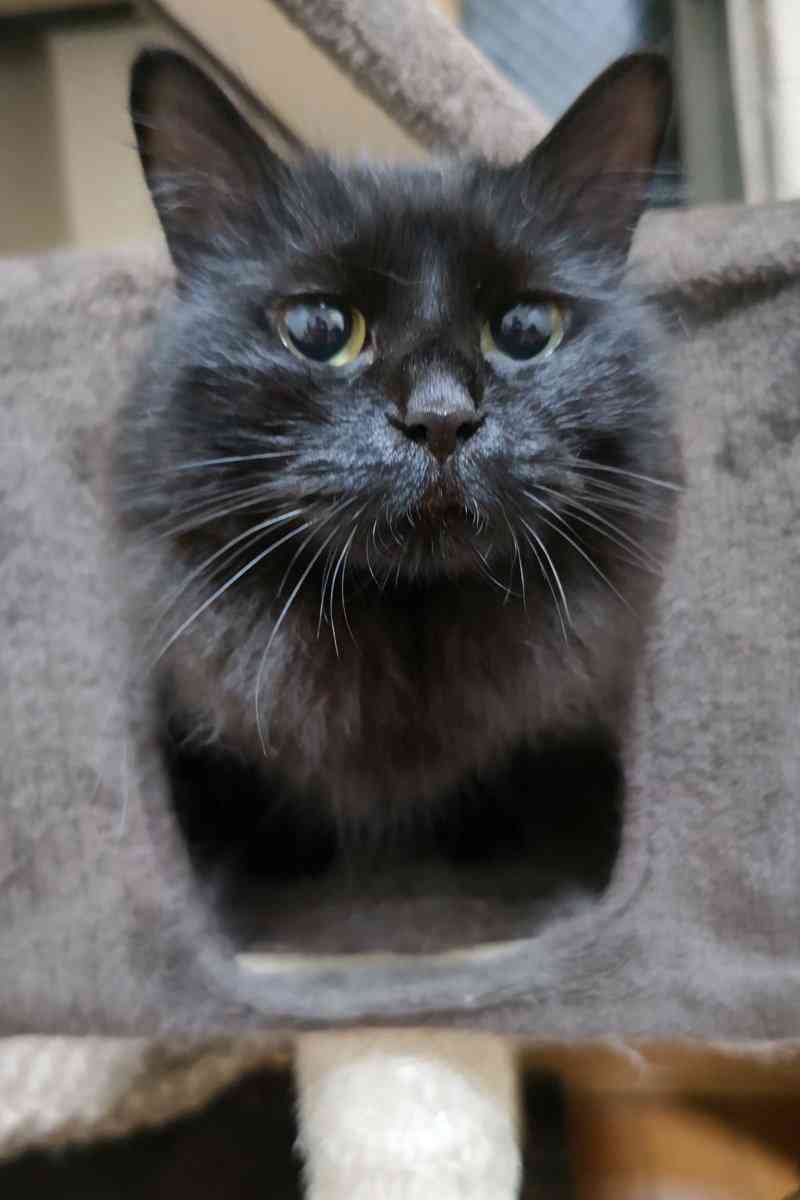 黒猫が“完全に”液体化...。極細のスキマから現れる様子に「液体どころか煙じゃねーか！」と驚きの声