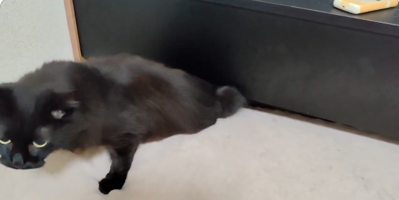 黒猫が“完全に”液体化...。極細のスキマから現れる様子に「液体どころか煙じゃねーか！」と驚きの声