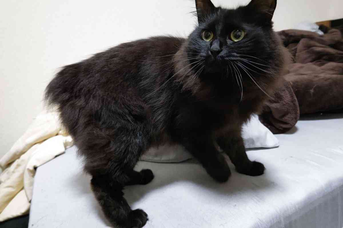 黒猫が“完全に”液体化...。極細のスキマから現れる様子に「液体どころか煙じゃねーか！」と驚きの声