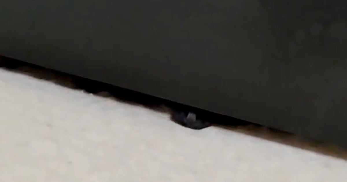 黒猫が“完全に”液体化...。極細のスキマから現れる様子に「液体どころか煙じゃねーか！」と驚きの声 | ハフポスト LIFE