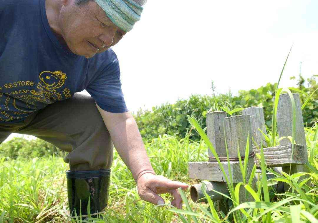【茨城新聞】蛇口盗、コメ農家苦悩　茨城県内水田で被害相次ぐ　稲穂出始め「死活問題」