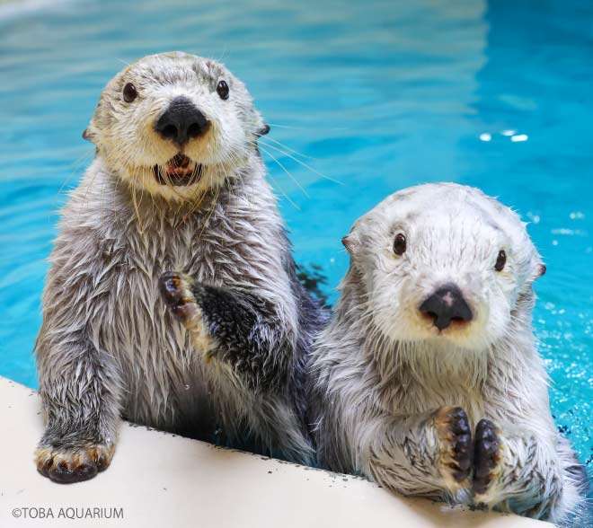 かつて122頭、現在はわずか2頭… 日本の水族館からラッコが消えた理由とは? 約30年で激減