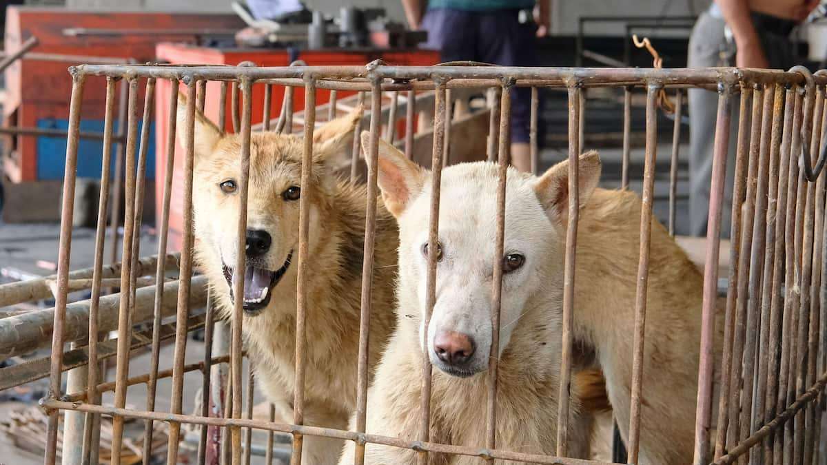 犬猫食禁止法、維新が成立に腐心　中華料理店では依然提供、「日本なら食べられる」懸念 - 産経ニュース