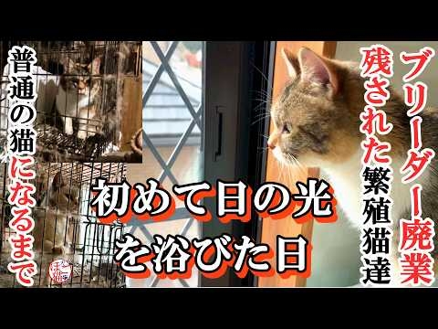 【保護　ブリーダー廃業】繁殖場でボロボロになるまで産まされた母猫達　初めて日の光を感じた日　ダイジェスト