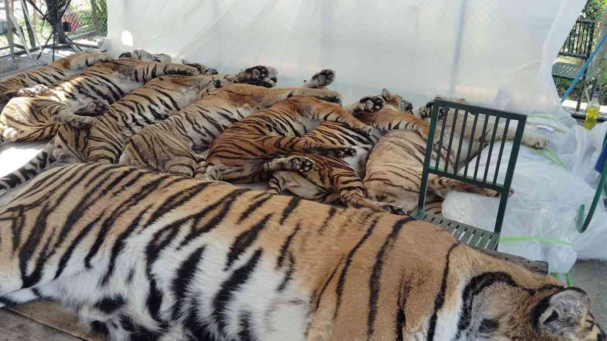 観光公園のトラにウイルス感染拡大、2週間で72頭死ぬ　タイ - CNN.co.jp