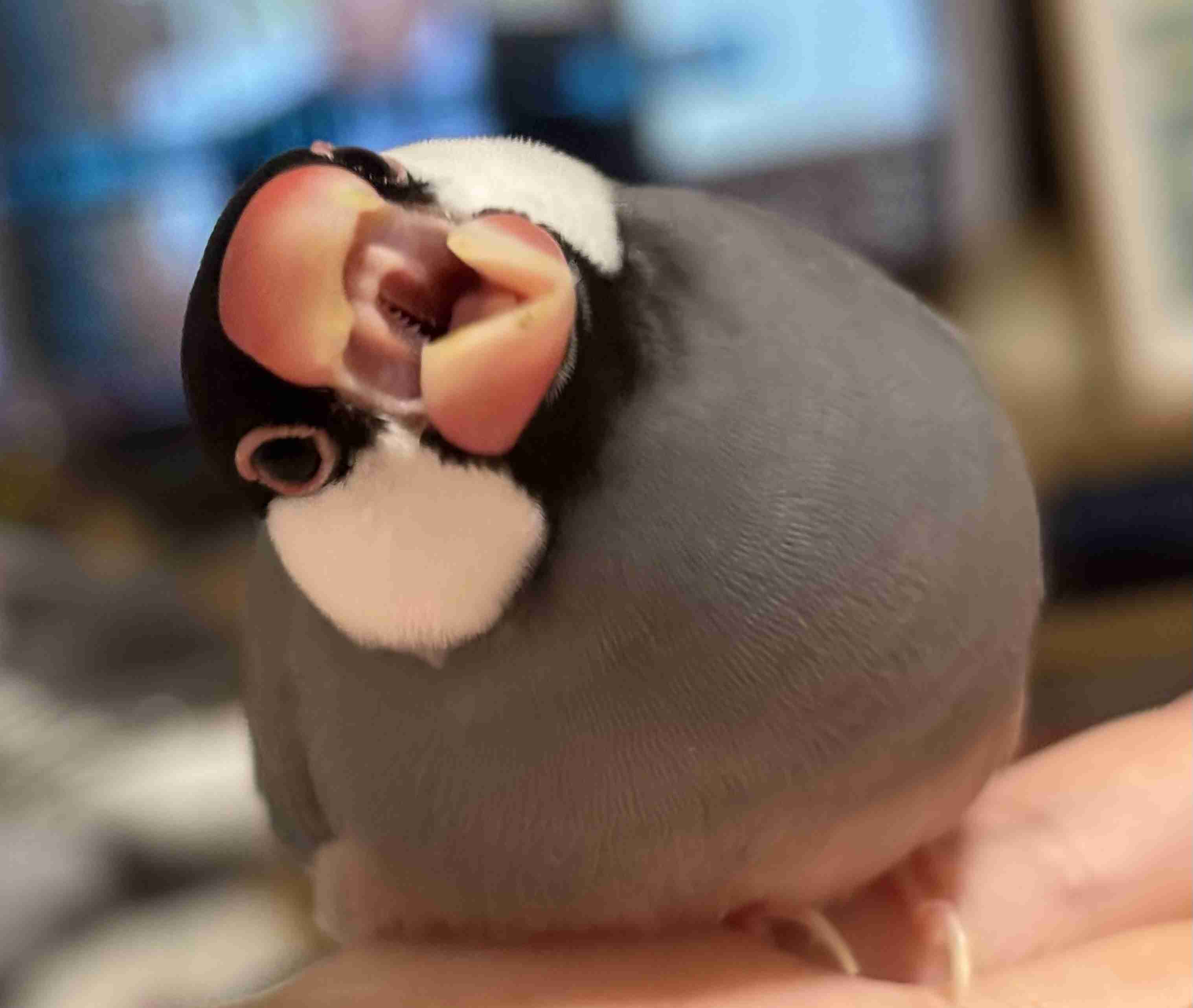 怒っている動物を載せるトピ
