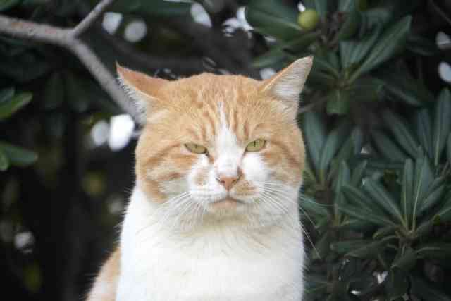 なぜママ友グループの中に『ボス猫』みたいな人が生まれるのですか?