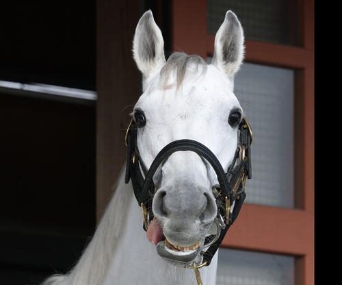 競馬について語ろう🏇【パート6】