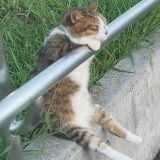 >>1生涯寄り添ってくれる人が欲しいって言う人は多いけど、それって自分も相手に寄... | ガールズちゃんねる - Girls Channel -