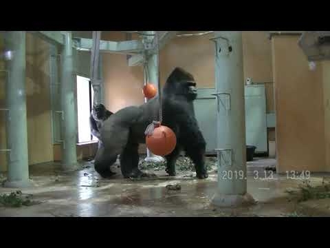 地震！　ゲンキを守ったモモタロウ