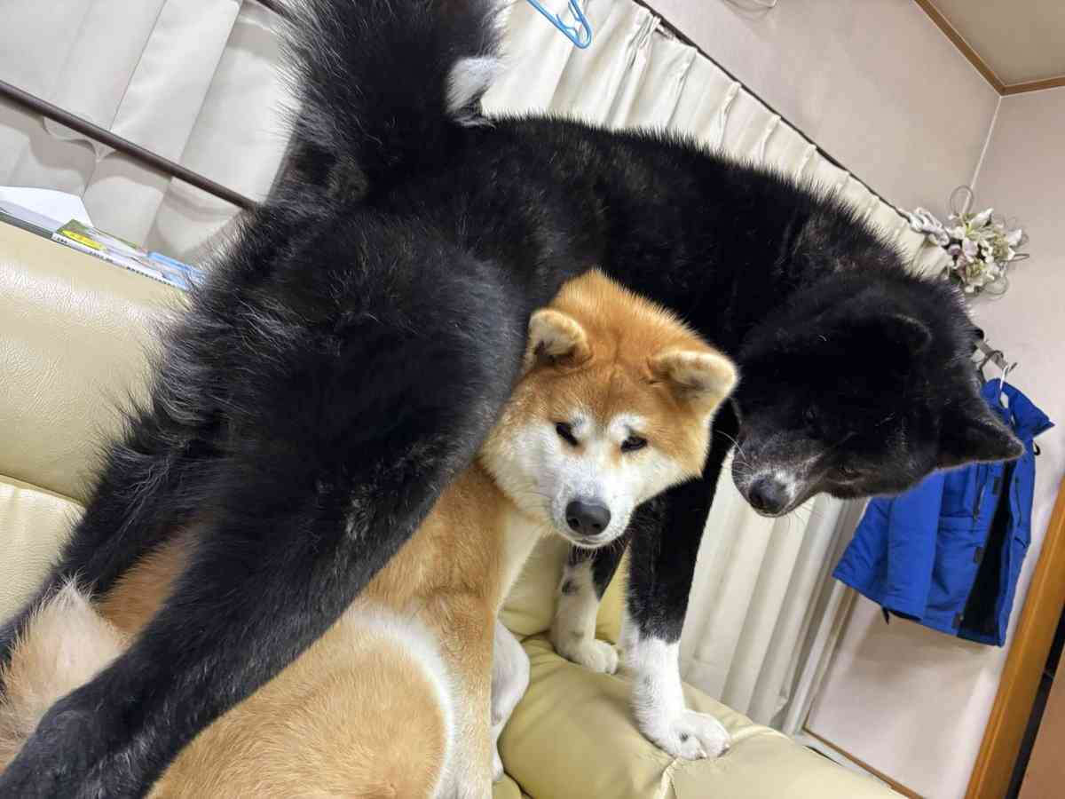 特大秋田犬が2本足でぐいっと直立、飼い主と並んだら