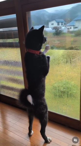 特大秋田犬が2本足でぐいっと直立、飼い主と並んだら