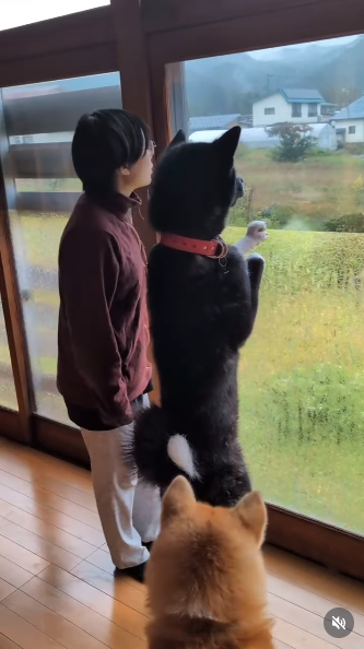 特大秋田犬が2本足でぐいっと直立、飼い主と並んだら