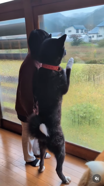 特大秋田犬が2本足でぐいっと直立、飼い主と並んだら