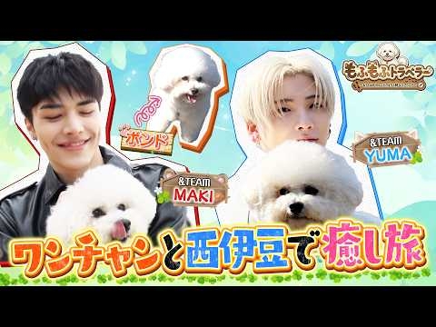 【期間限定特別配信】もふもふトラベラー　～&TEAM　わんことカメラと時々ハプニング～