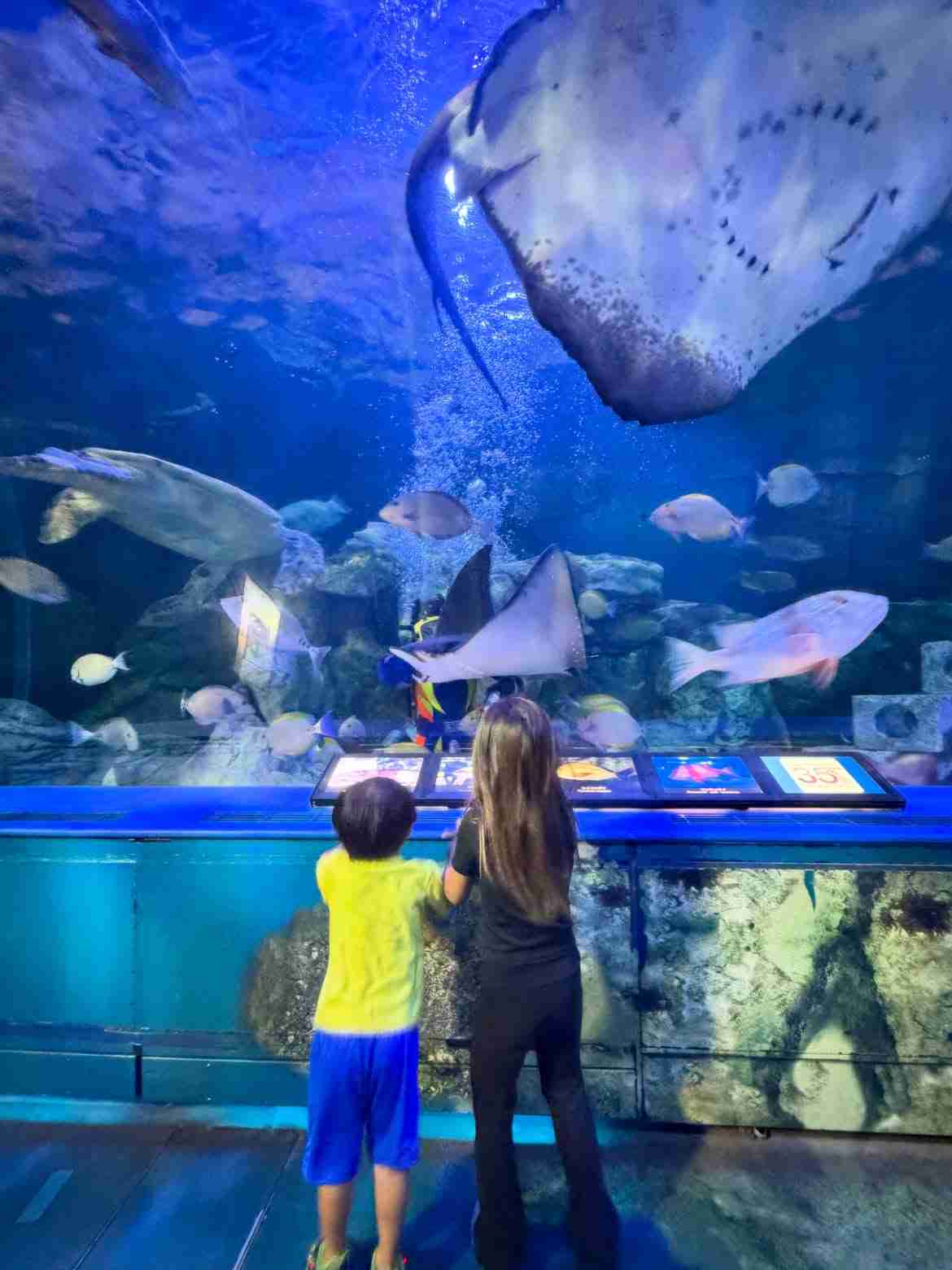 「ダルビッシュ家の夏休み」聖子さん、家族旅行で北海道へ「おかえりなさい!」