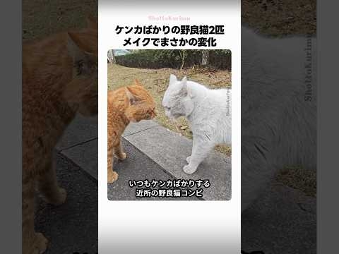 ケンカばかりの野良猫2匹、メイクでまさかの変化