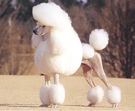 溺れた飼い犬のプードルを助けに行った84歳女性が川で流される　救助されるも意識不明　プードルは保護され無事　神奈川・愛川町