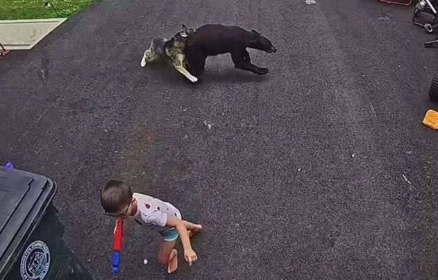 クマに嚙みついて撃退したハスキー犬、家族の6歳の男の子を守る