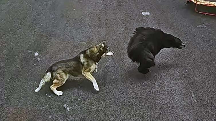 クマに嚙みついて撃退したハスキー犬、家族の6歳の男の子を守る