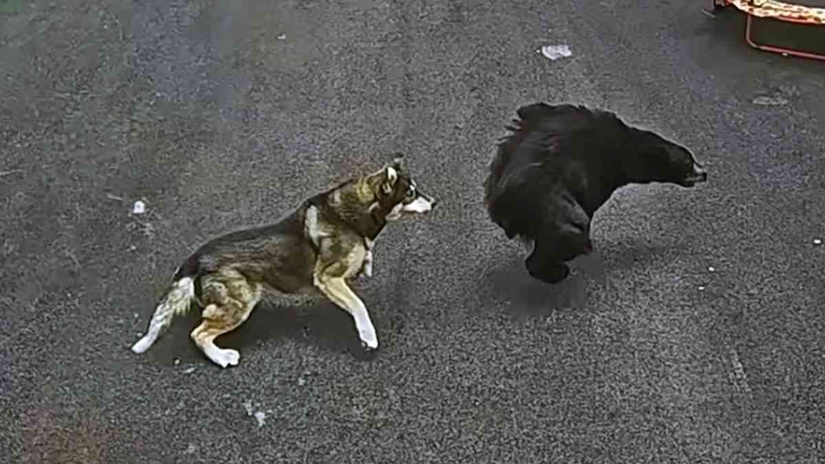 クマに嚙みついて撃退したハスキー犬、家族の6歳の男の子を守る | カラパイア