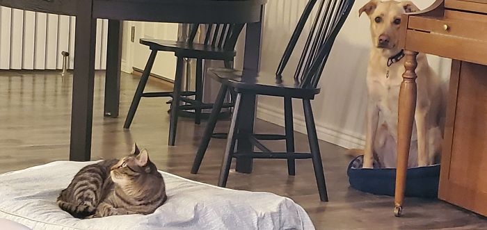“猫渋滞”に気遣い立ち往生する愛犬⇨飼い主に助けを求める“困り顔”に「愛おしすぎる」の声