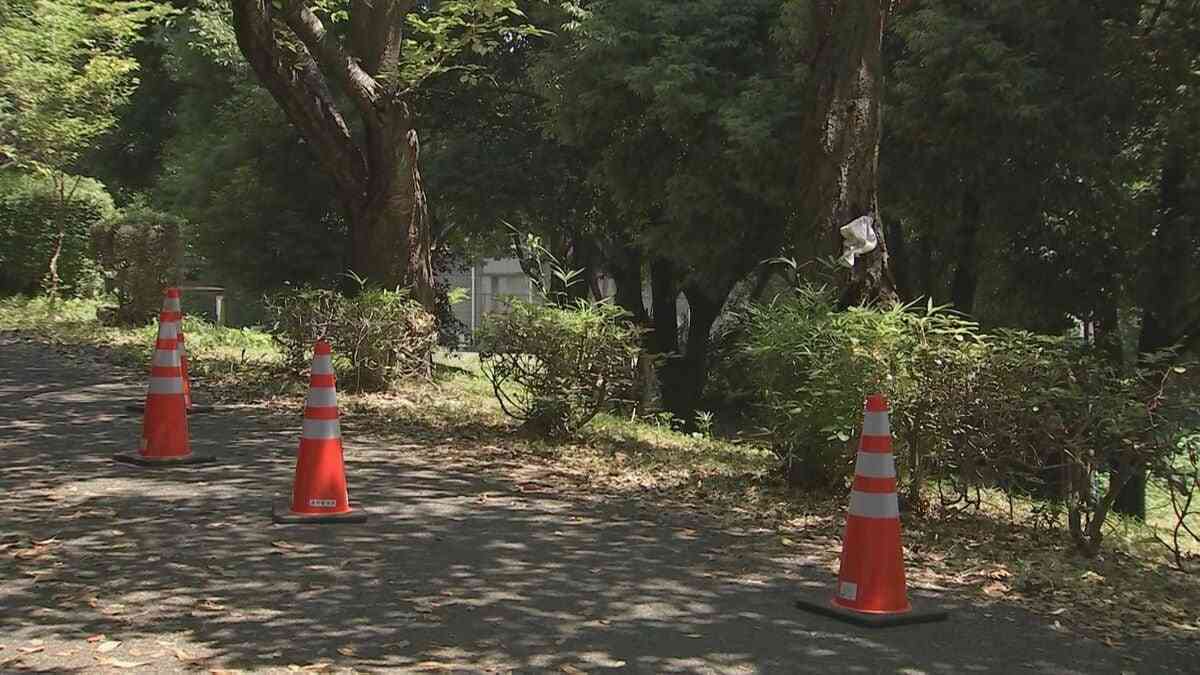 【速報】つくば市の遊歩道で児童ら15人がハチに刺され救急搬送　全員意識あり | TBS NEWS DIG