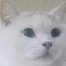 みそらのきのねこ? on X