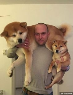 特大秋田犬が2本足でぐいっと直立、飼い主と並んだら