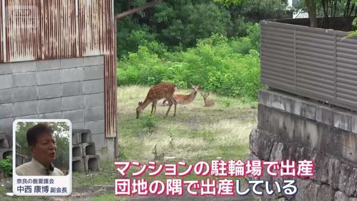 “奈良のシカ”が街中に　植え込みパクリ　“ミニ奈良公園化”も